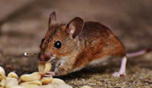 24 Hour & Emergency Exterminators in Lake Toxaway, NC